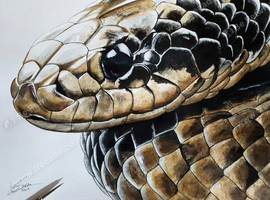False water Cobra