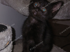 Beautiful kittens