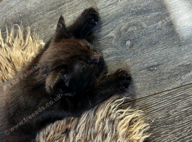 Loving homes 2 black kittens
