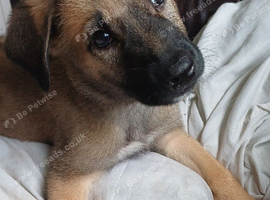 Belgian malinois puppy