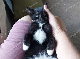7 beautiful kittens