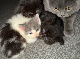 British short hair kittens