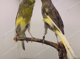 Persian Cana pair