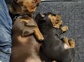 Miniature dachshunds ready now