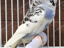 Beautiful Budgies - Various colours