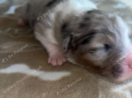 Beautiful blu merl boy puppy available