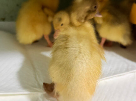 Days old runner duck ducklings