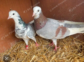 Birmingham rollers pigeons