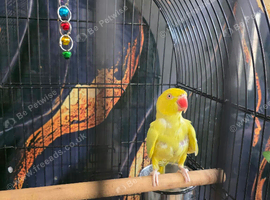 Yellow indian ringneck female