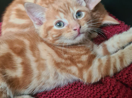 2 ginger kittens