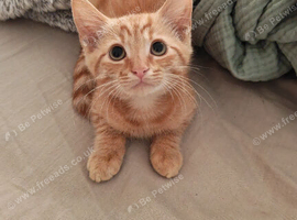 Cute short haired ginger Kitten left
