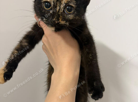 kittens