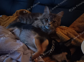 Female main coon cerce
