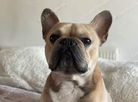Selling due to Rehome
