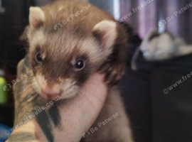 2 ferrets available one hob one jill