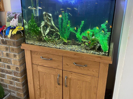 Tropical fish and tank