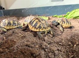 Hermann Tortioses for sale from 4 months to 4 years, captive reared