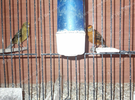 Birds for sale