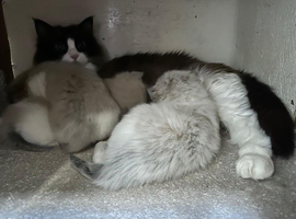 Full pedigree registered Ragdoll kittens
