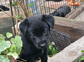 Borador puppies