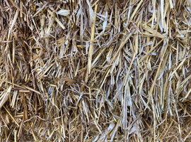 Big Bales Oat Straw for Good Doer Horse Pony Feed or Stable Bedding