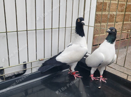 Nuns pigeon clear head