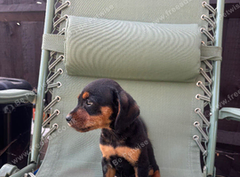 Beautiful Jack Russell Puppies &pound;500 black and tan