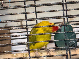 Breeding pair of kakarikis