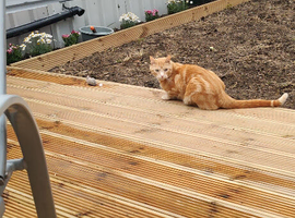 cat