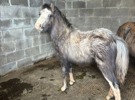 Cheap sec a x colt 8 months old