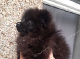 Pomeranian pup