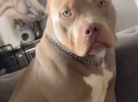 Most beautiful pocket bully boy needs a home