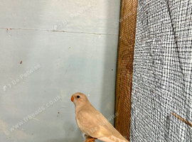 Hen Splendid
