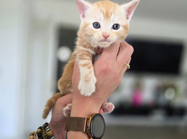 1/4 Maine coon Cross kittens !