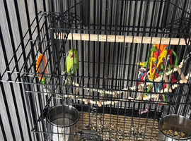 Parakeet