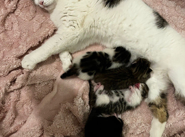 4 fluffy beautiful little kittens