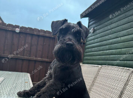 Miniature schnauzer stud