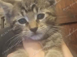 Kittens