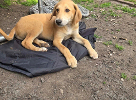 Saluki greyhound puppies