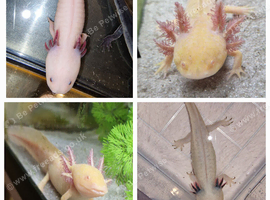 Axolotls &pound;10 each