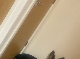 German shephard