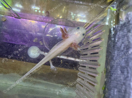 Lucy Axolots