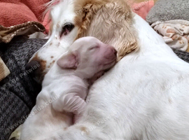 KC REG MALE COCKER SPANIEL