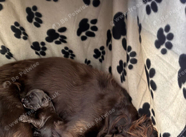 Working cocker spaniels