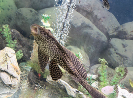 Large Plec