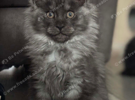 Tica registered black smoked male Maine coons