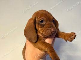 Dachshund