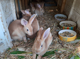 Mixed rex with English rabbits