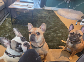 French bulldog puppies available November