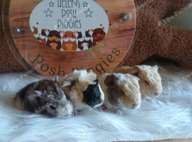 Skinny pigs and hairy boys and girls
